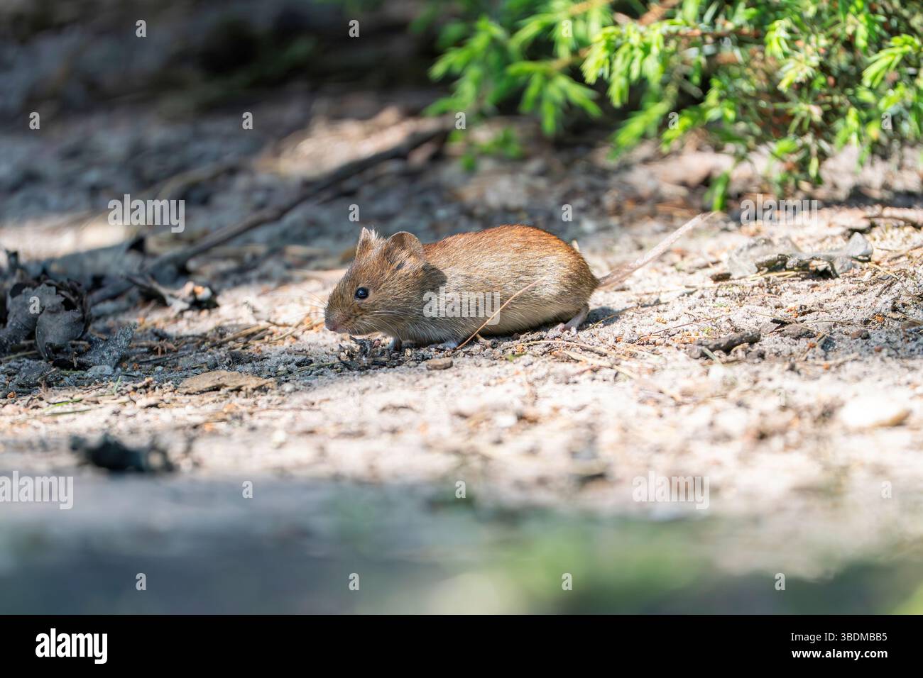 maulwurm, Clethrionomys glareolus Stockfoto