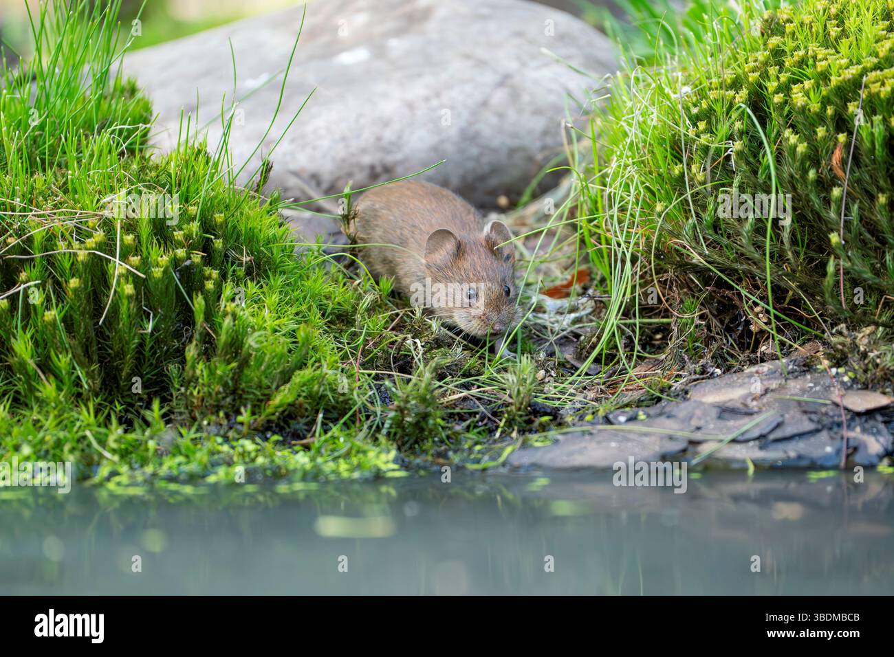 maulwurm, Clethrionomys glareolus Stockfoto