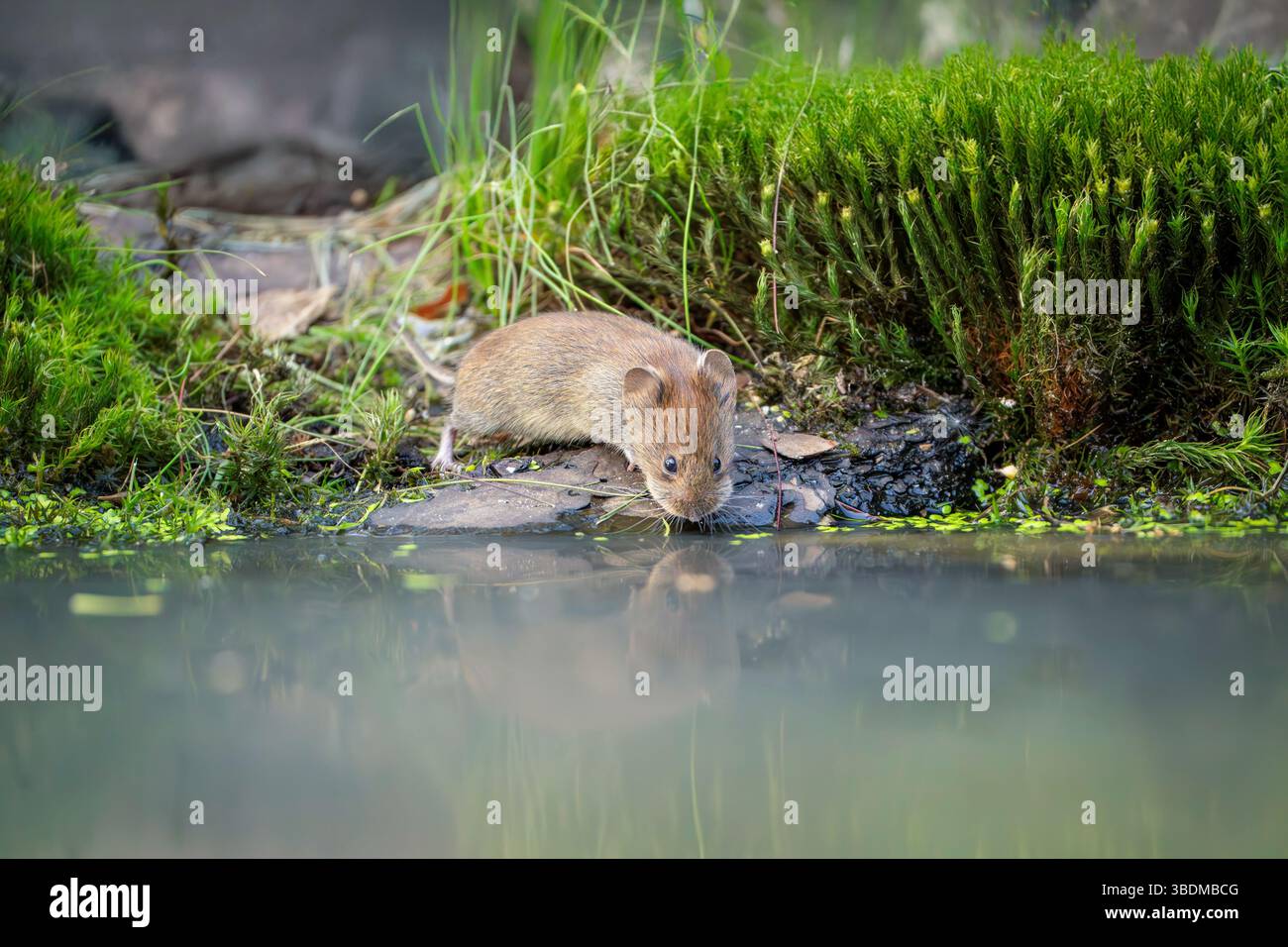 maulwurm, Clethrionomys glareolus Stockfoto