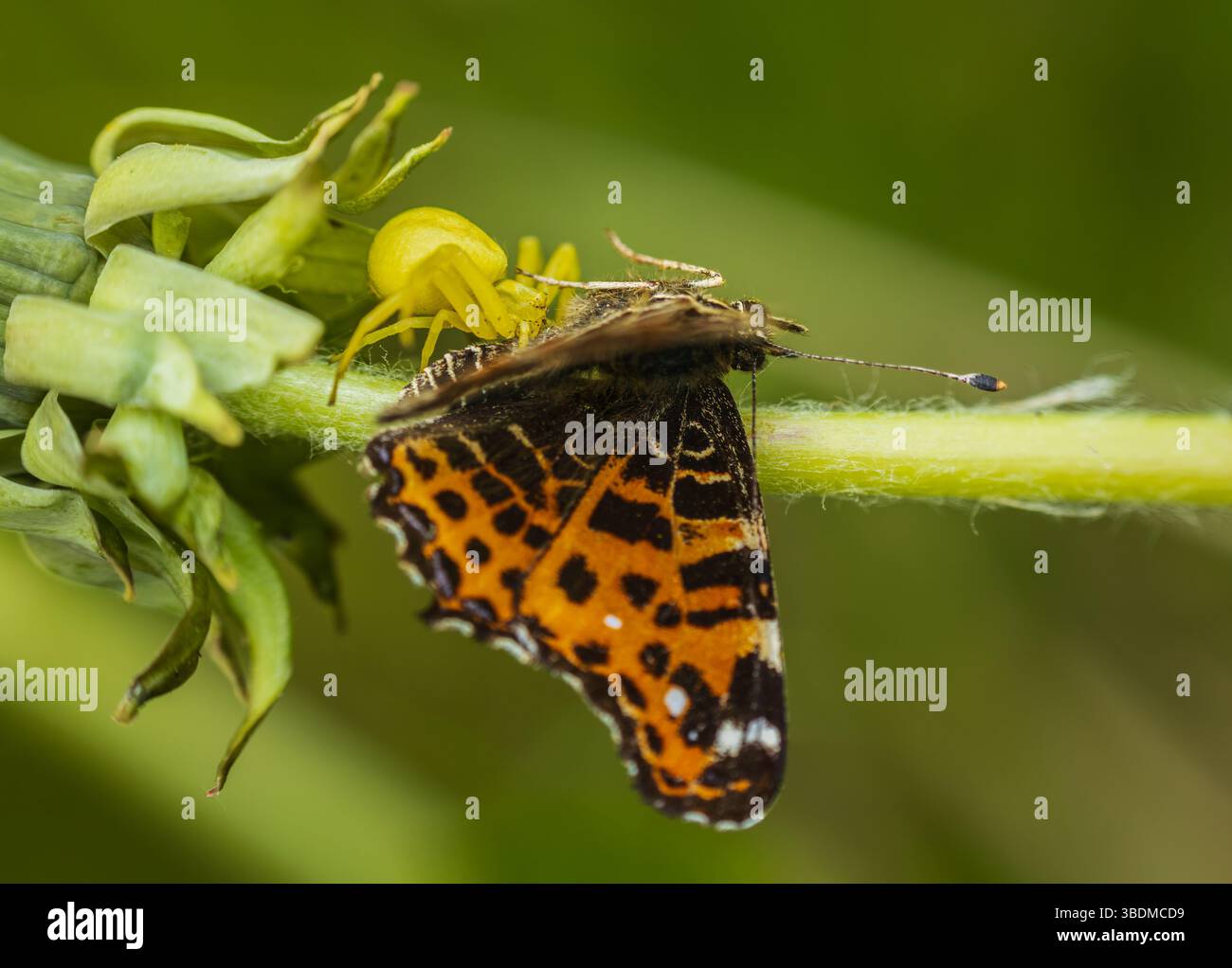 Goldene Krabbenspinne, Misumena vatia Spinne Fang Karte Schmetterling auf Löwenzahn Blume. Gelbe Tiertarnen, tschechischer Hintergrund für Makrotiere Stockfoto
