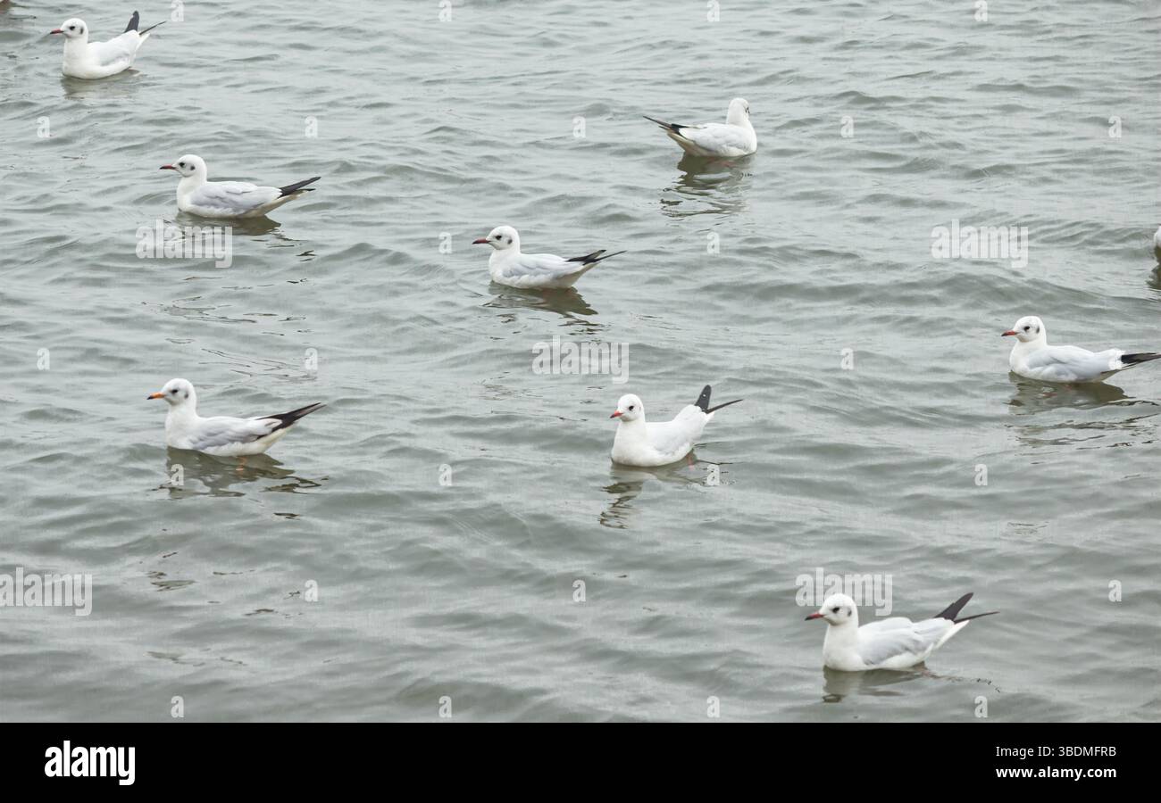 Indien, Uttar Pradesh, Varanasi, wunderschöner Blick auf den Varanasi Ganga River Vogel, der umherfliegt. Stockfoto