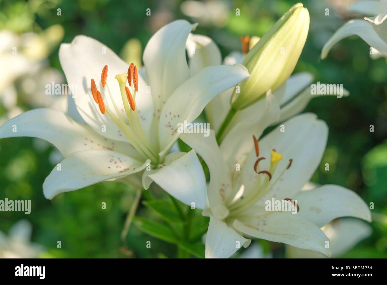 Nahaufnahme einer Lilienblume an einem sonnigen Sommertag Stockfoto