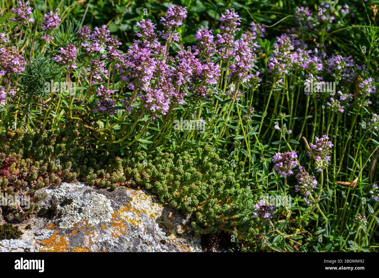 Blühender Duft Thymus serpyllum, Breckland Wildthymian, Kriechthymian oder Elfinthymian Nahaufnahme, Makrofoto. Wunderschönes Essen und Heilpflanze i Stockfoto