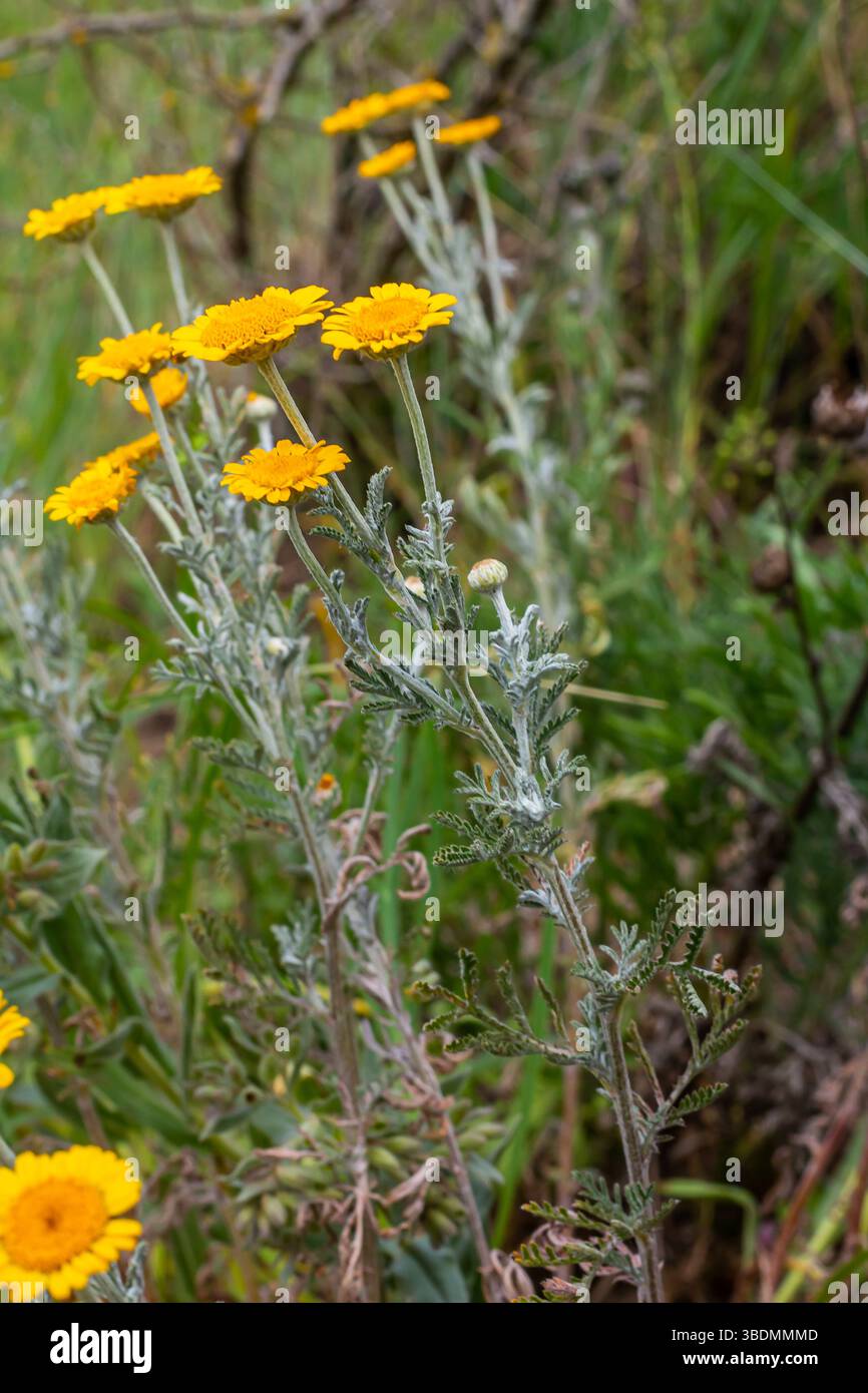 Gefiedertes Laub und gelbe Blüten von Cota tinctoria Kelwayi im Juni. Stockfoto