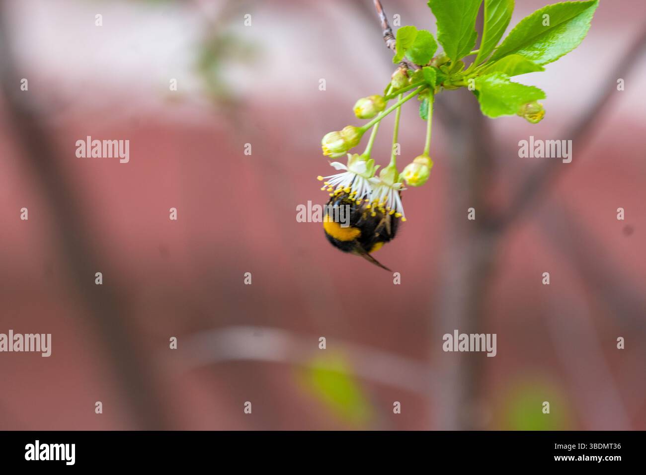 Hummelinsekte auf weiß blühender Kirschblüte. Hummelinsekte. Die Familie der Bienen. Stockfoto