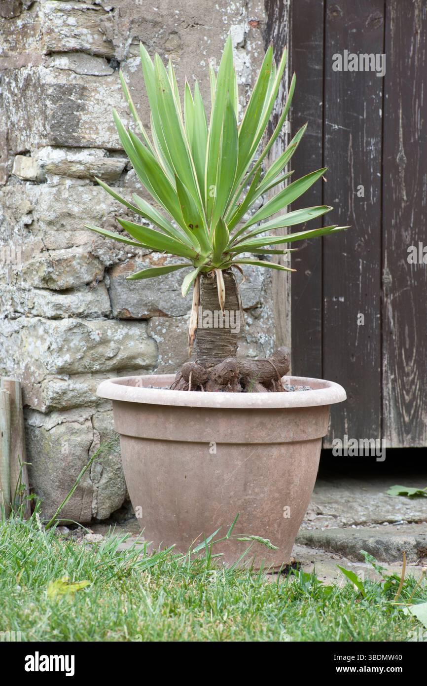 Die 10-jährige Yucca gloriosa 'variegata' in einem Plastikbehälter Stockfoto