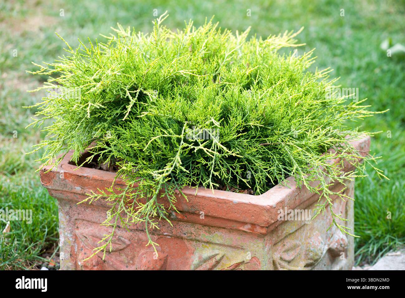 Juniperus Old Gold Pfitzeriana in einem quadratischen Terrakotta-ähnlichen Betonbehälter Stockfoto