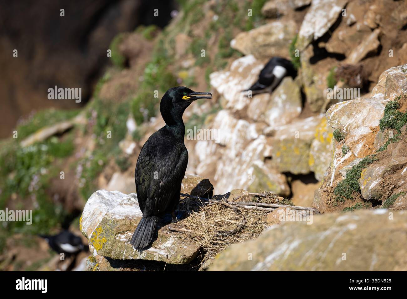 Cormorant Sea Bird, auf der Klippe, Saltee Islands, County Wexford, Irland Stockfoto