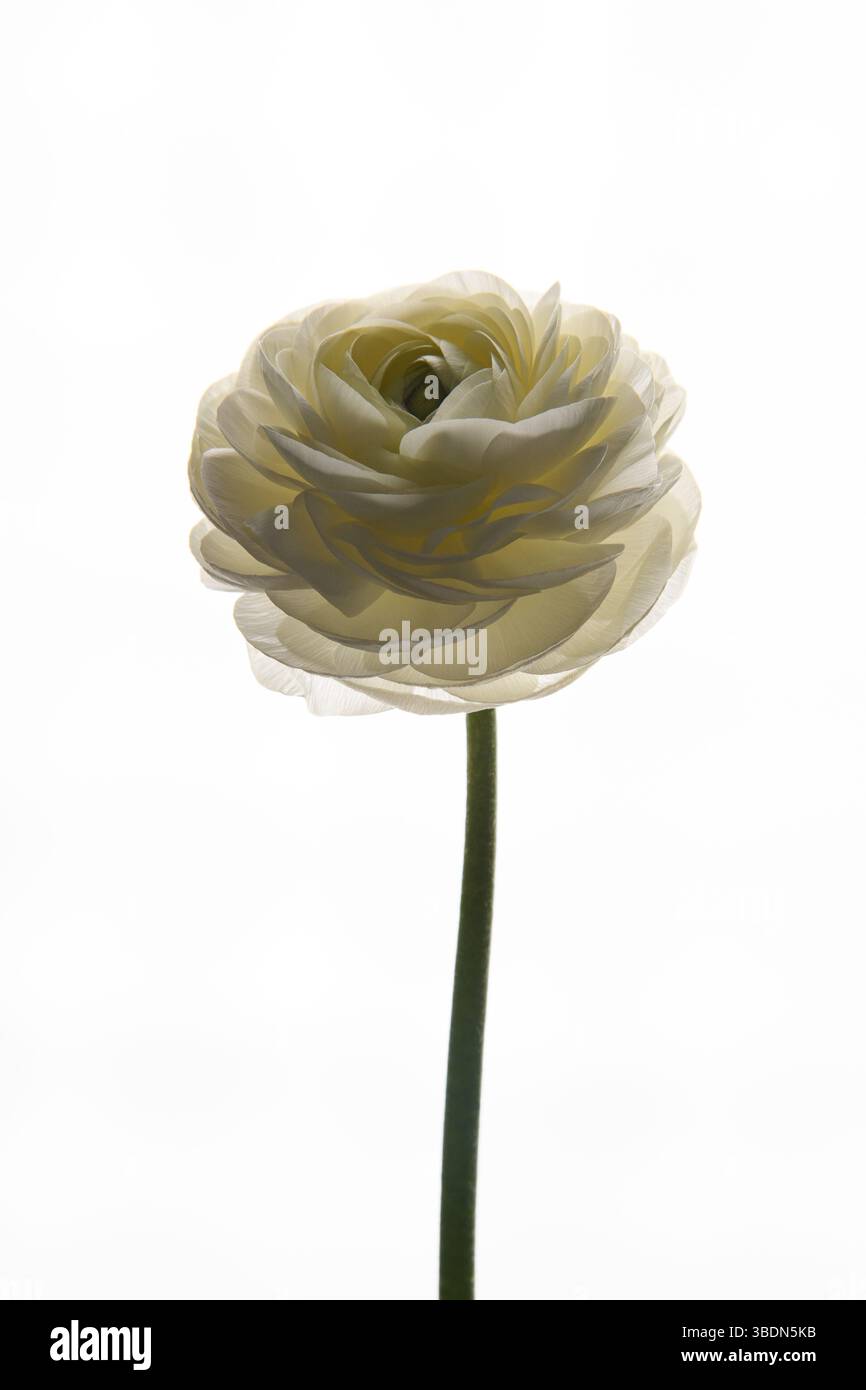 Weiße Blume Ranunkeln. Eine elegante Blume. Bild in einem Rahmen. Ein universelles Foto für das weibliche Geschlecht. Stockfoto