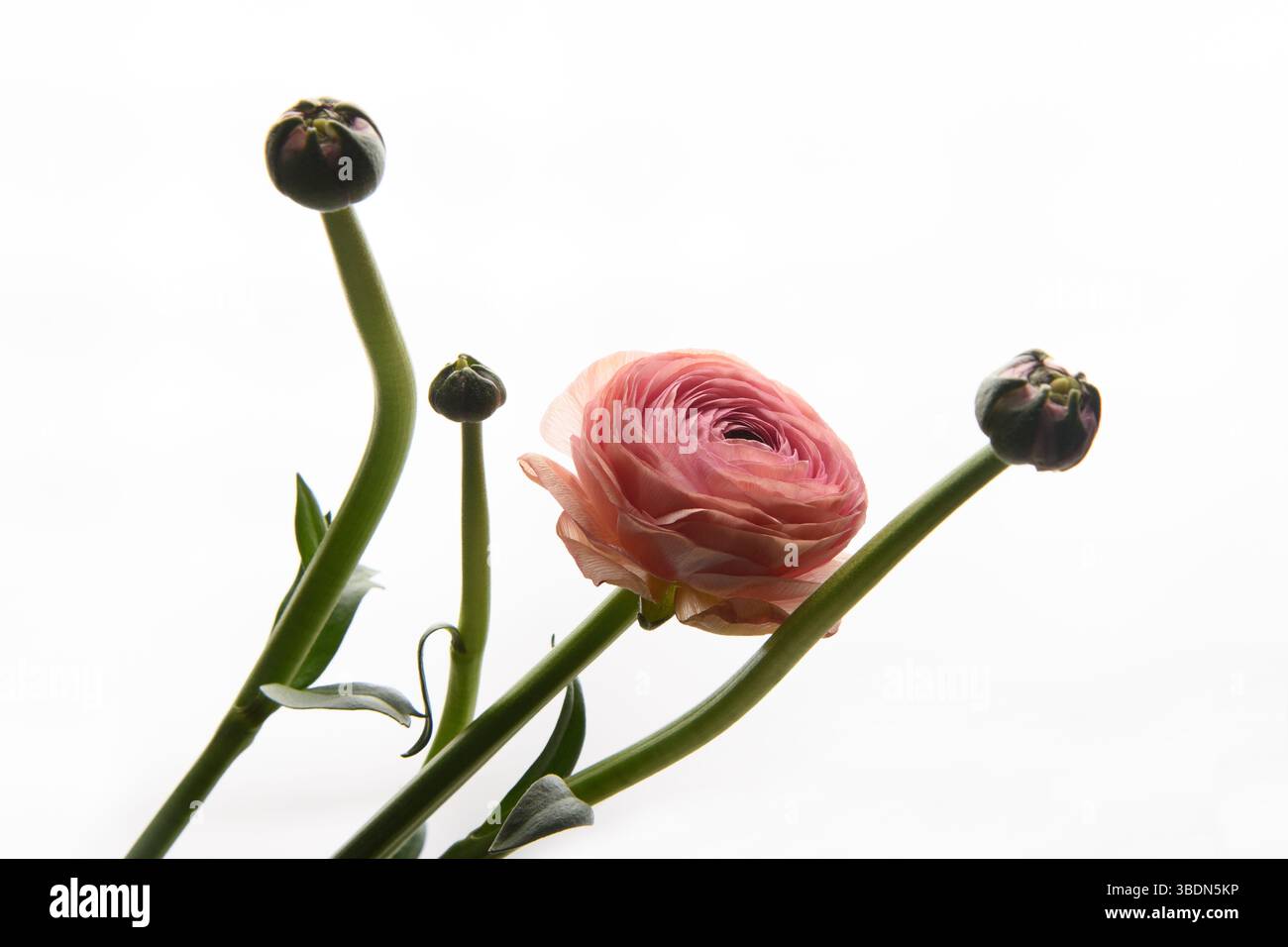 Rosafarbene Ranunkel-Blume auf weißem Hintergrund. Vertikales Foto. Stil. Universelle Nahaufnahme. Bild im Rahmen. Stockfoto