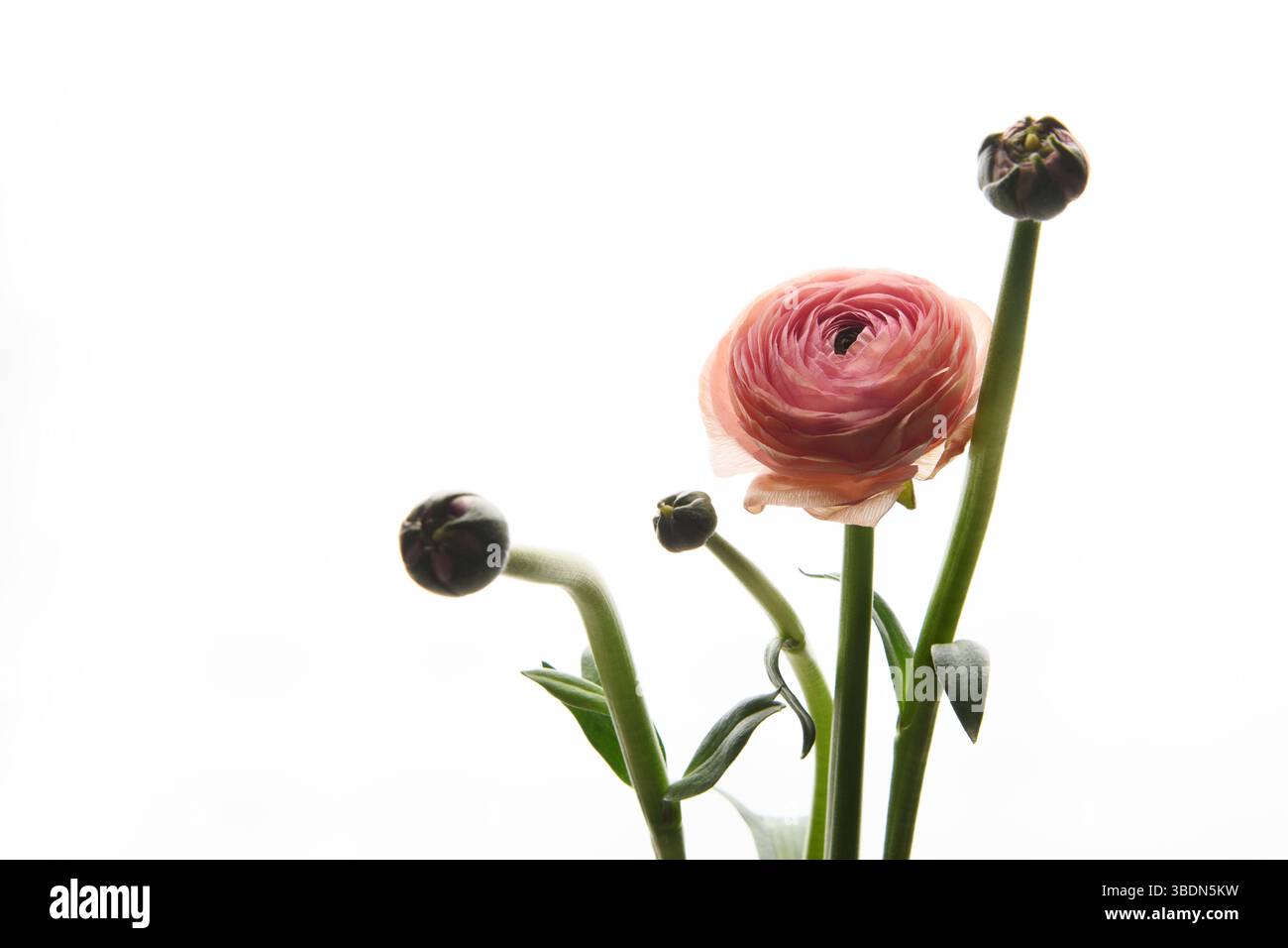 Rosafarbene Ranunkel-Blume auf weißem Hintergrund. Stil. Horizontales Foto. Universelle Nahaufnahme. Bild im Rahmen. Stockfoto