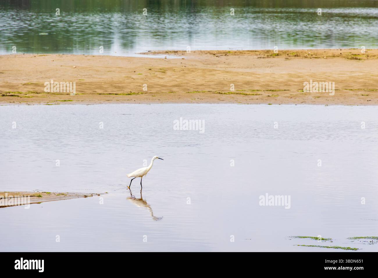 Ein kleiner Reiher, der an einer Sandbank ins Wasser läuft Stockfoto