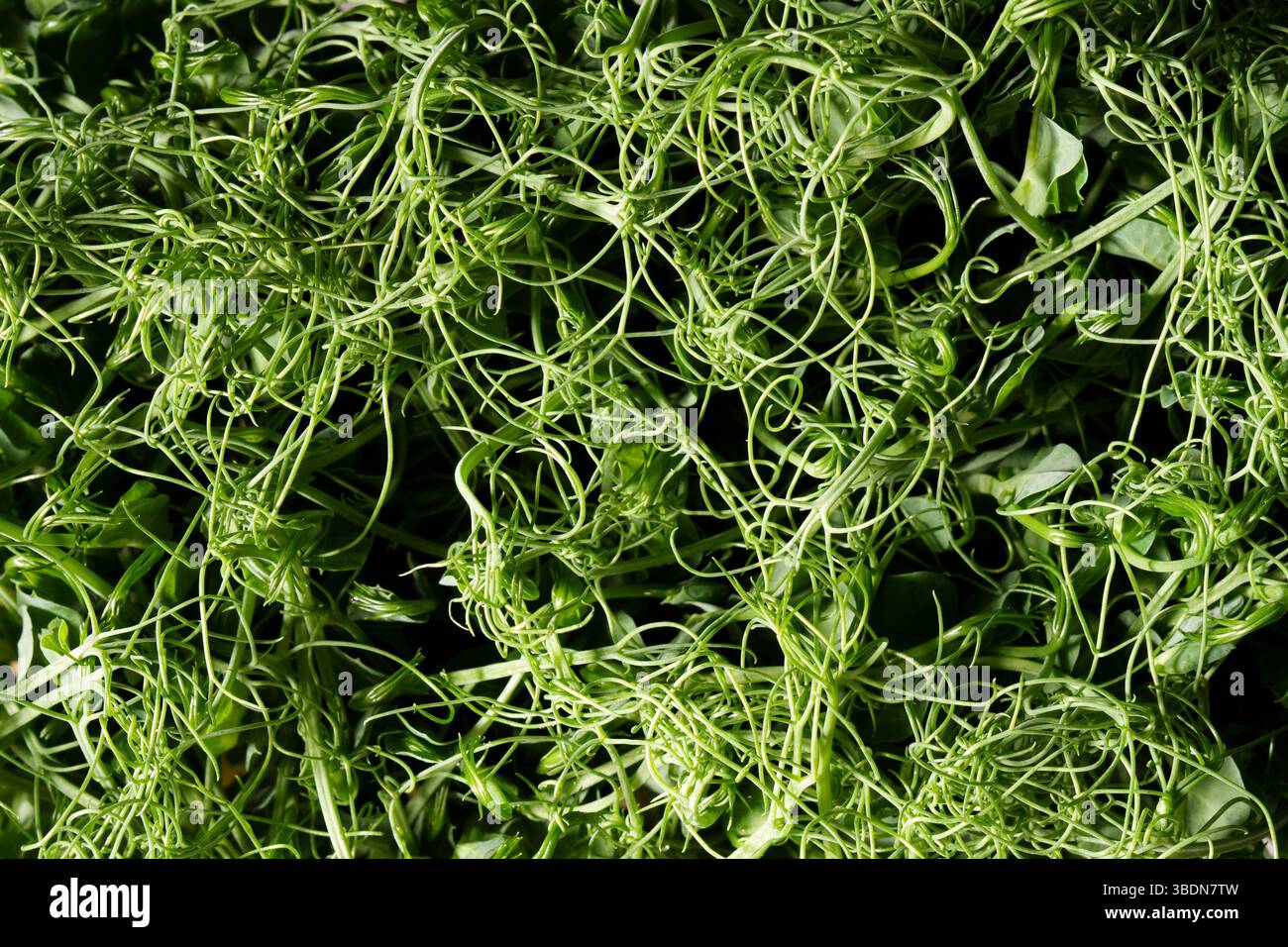 Microgreens, Keimerbsen, Draufsicht. Gesunde Ernährung. Abstraktes Hintergrundfoto. Studio-Umgebung. Stockfoto