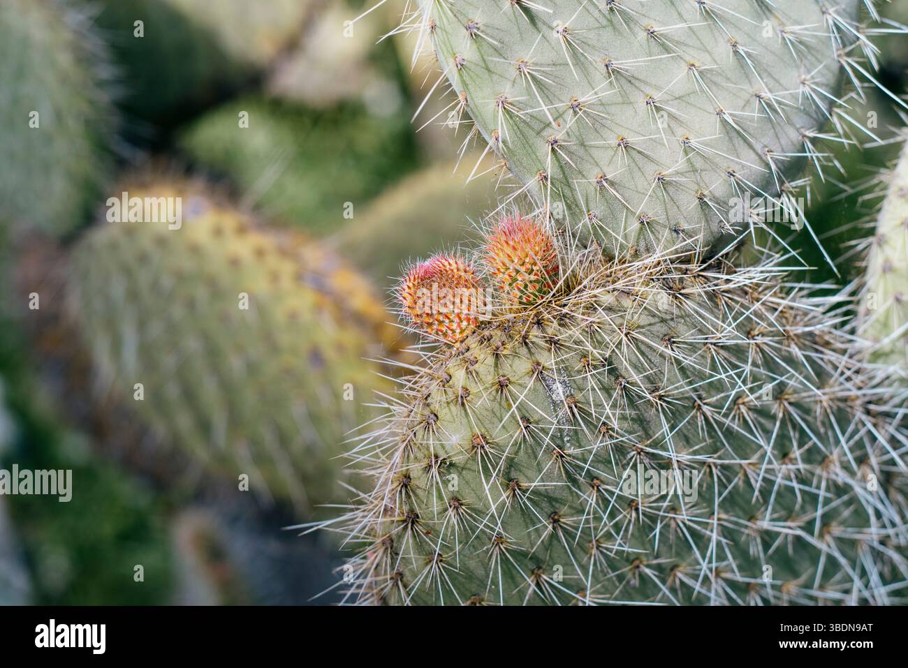 Close uo Opuntia bergeriana Feigenkaktus mit neuen Knospen Stockfoto