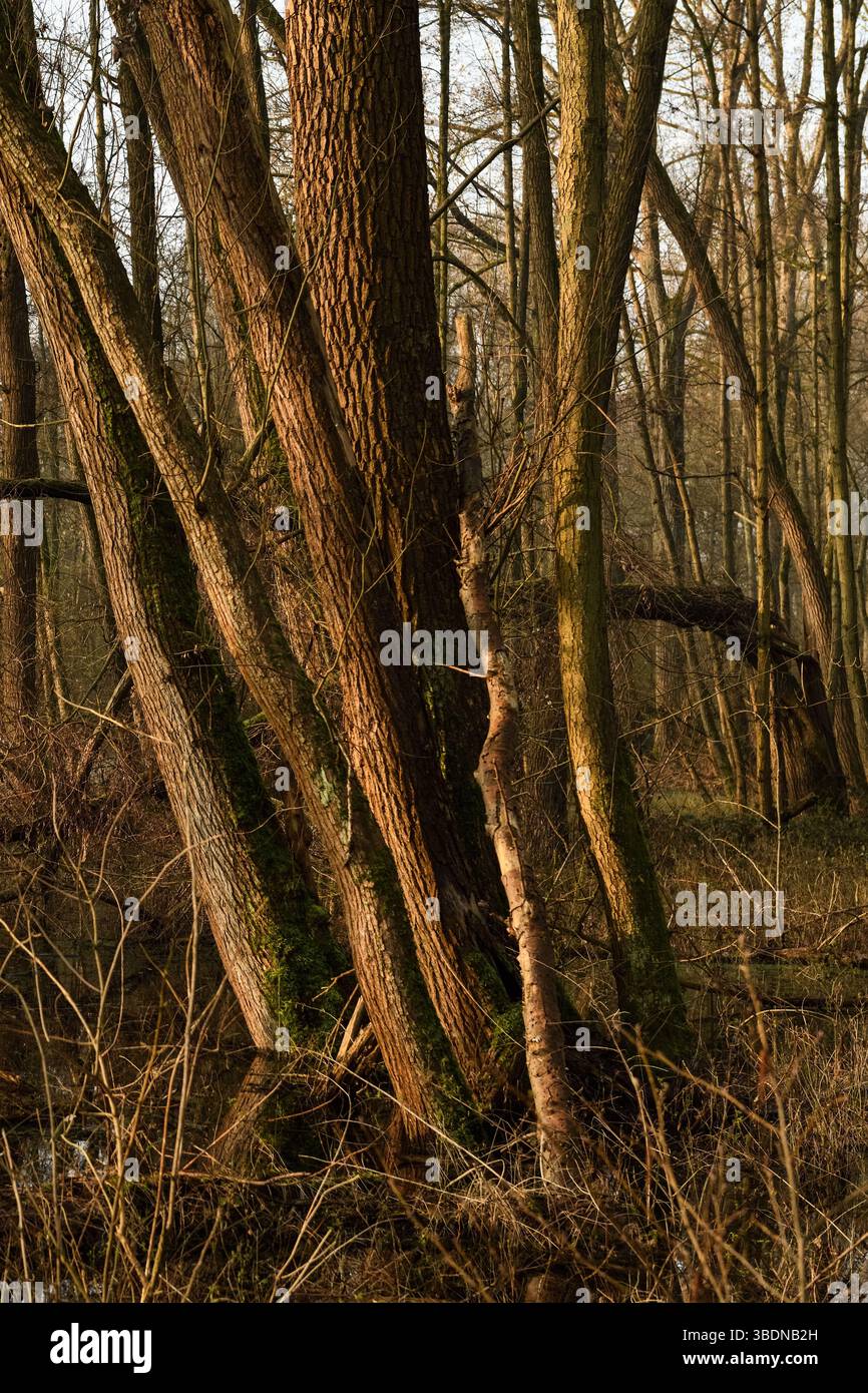 Sumpfwald... Meerbusch * Lanker Bruch *, sumpfiger Schwemmwald, Erlensumpfwald im Bereich einer alten Rheinschleife, die vor Jahrhunderten verschlungen ist. Stockfoto