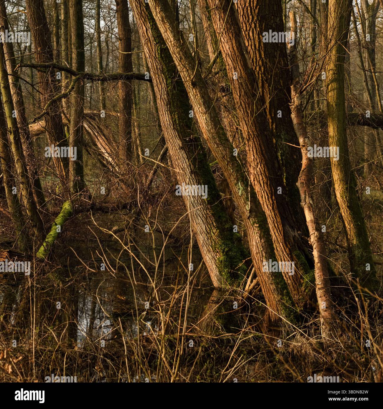 Sumpfwald... Meerbusch * Lanker Bruch *, sumpfiger Schwemmwald, Erlensumpfwald im Bereich einer alten Rheinschleife, die vor Jahrhunderten verschlungen ist. Stockfoto