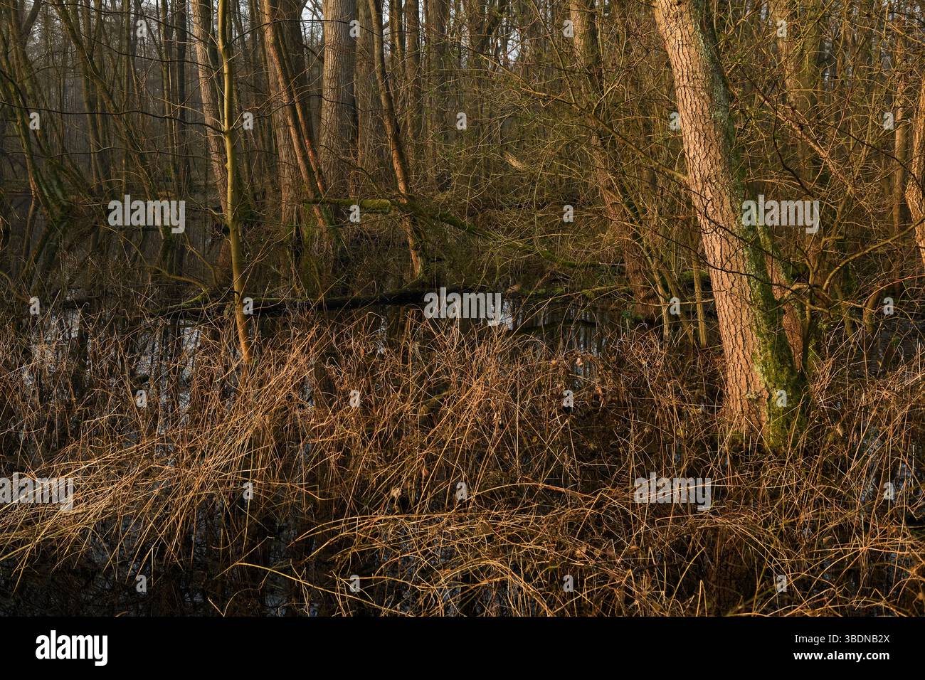 Überflutet... Meerbusch * Lanker Bruch *, typischer Steinbruchwald mit Schwarzerle, Esche, Pappel, viel Unterholz, sumpfigem Schwemmwald, Europa. Stockfoto