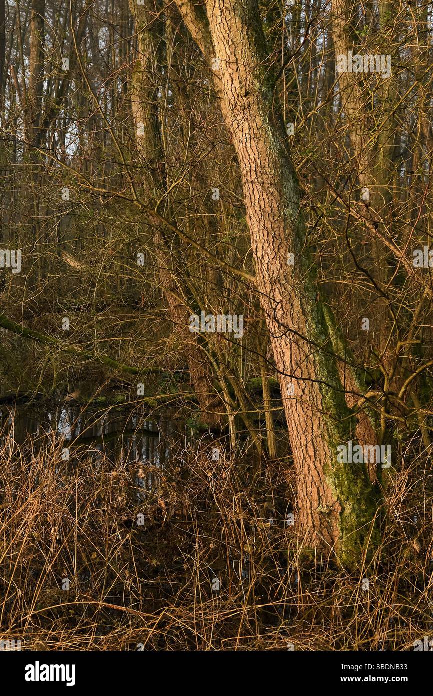 Überflutet... Meerbusch * Lanker Bruch *, typischer Steinbruchwald mit Schwarzerle, Esche, Pappel, viel Unterholz, sumpfigem Schwemmwald, Europa. Stockfoto