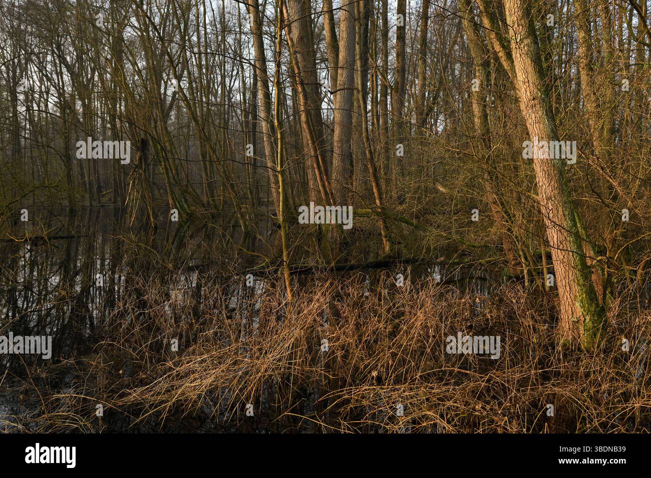 Überflutet... Meerbusch * Lanker Bruch *, typischer Steinbruchwald mit Schwarzerle, Esche, Pappel, viel Unterholz, sumpfigem Schwemmwald, Europa. Stockfoto