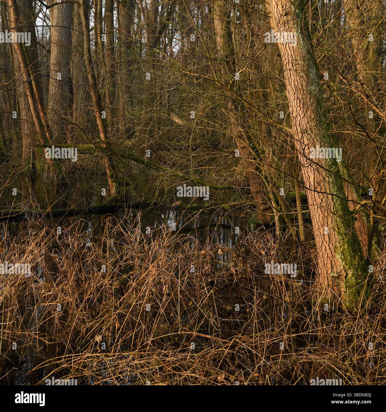 Überflutet... Meerbusch * Lanker Bruch *, typischer Steinbruchwald mit Schwarzerle, Esche, Pappel, viel Unterholz, sumpfigem Schwemmwald, Europa. Stockfoto