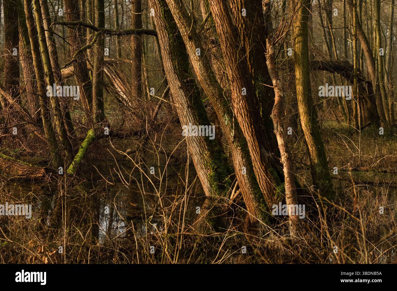 Sumpfwald... Meerbusch * Lanker Bruch *, sumpfiger Schwemmwald, Erlensumpfwald im Bereich einer alten Rheinschleife, die vor Jahrhunderten verschlungen ist. Stockfoto