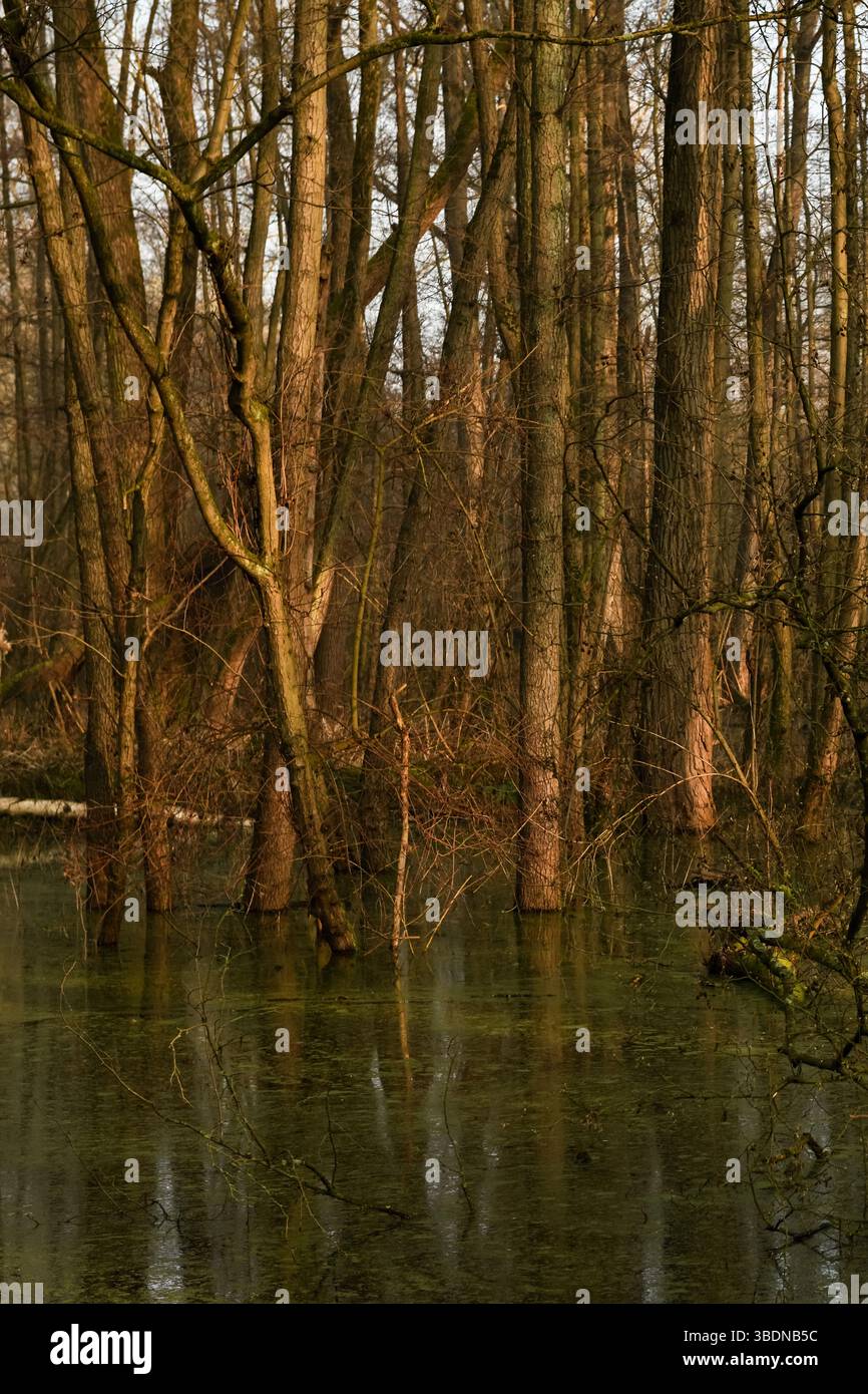 Hoher Wasserstand... Überfluteter Steinbruchwald * Meerbusch, Lanker Bruch *, sumpfiger Schwemmwald, Erlenbruchwald im Bereich einer alten Rheinschleife. Stockfoto