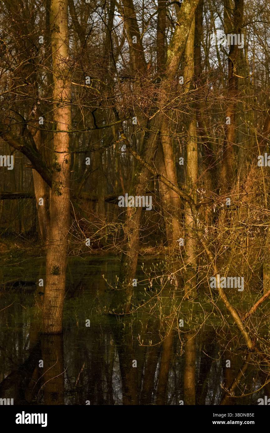Bei Hochwasserstand... Lanker Bruch *Meerbusch*, naturnaher Sumpfwald, Schwemmwald im Bereich einer Rheinschleife, die vor Jahrhunderten verschlungen ist. Stockfoto