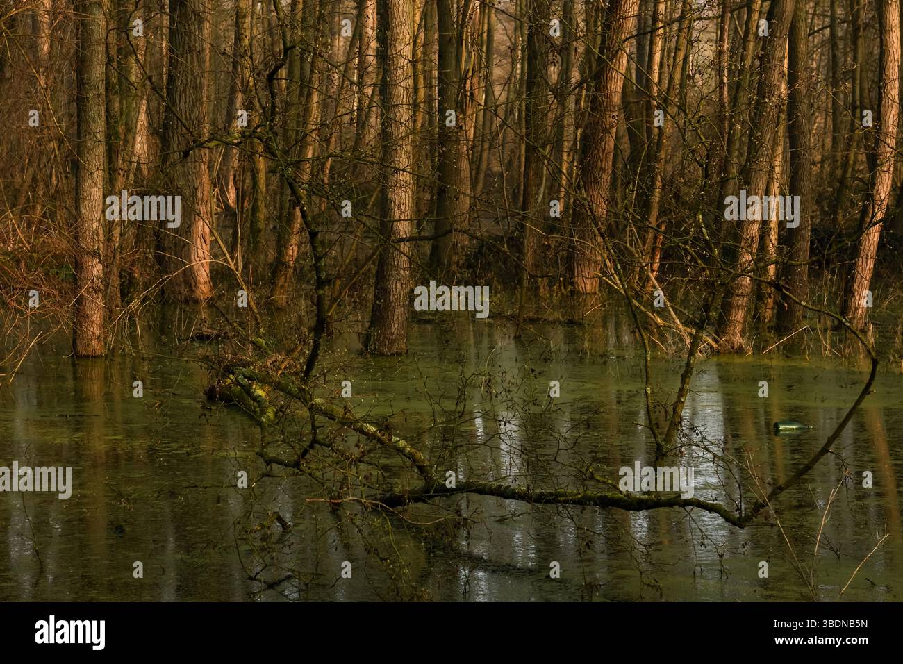 Hoher Wasserstand... Überfluteter Steinbruchwald * Meerbusch, Lanker Bruch *, sumpfiger Schwemmwald, Erlenbruchwald im Bereich einer alten Rheinschleife. Stockfoto
