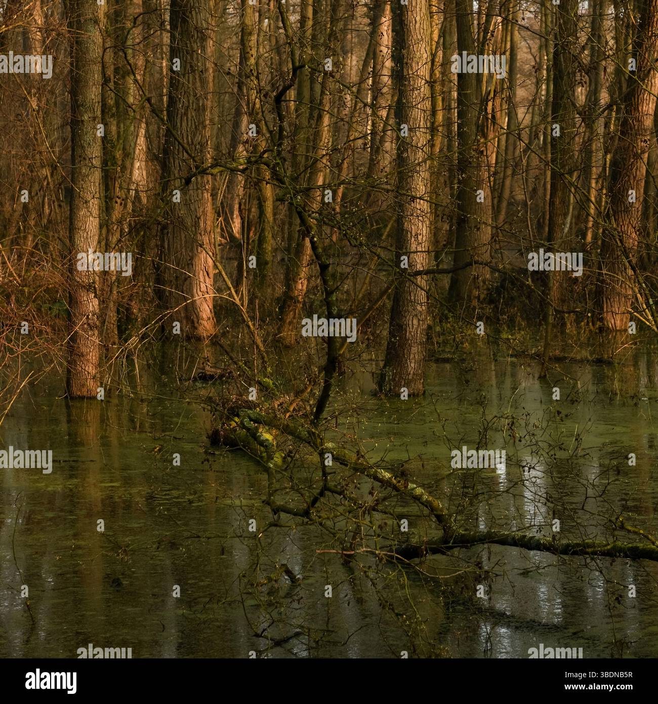 Hoher Wasserstand... Überfluteter Steinbruchwald * Meerbusch, Lanker Bruch *, sumpfiger Schwemmwald, Erlenbruchwald im Bereich einer alten Rheinschleife. Stockfoto