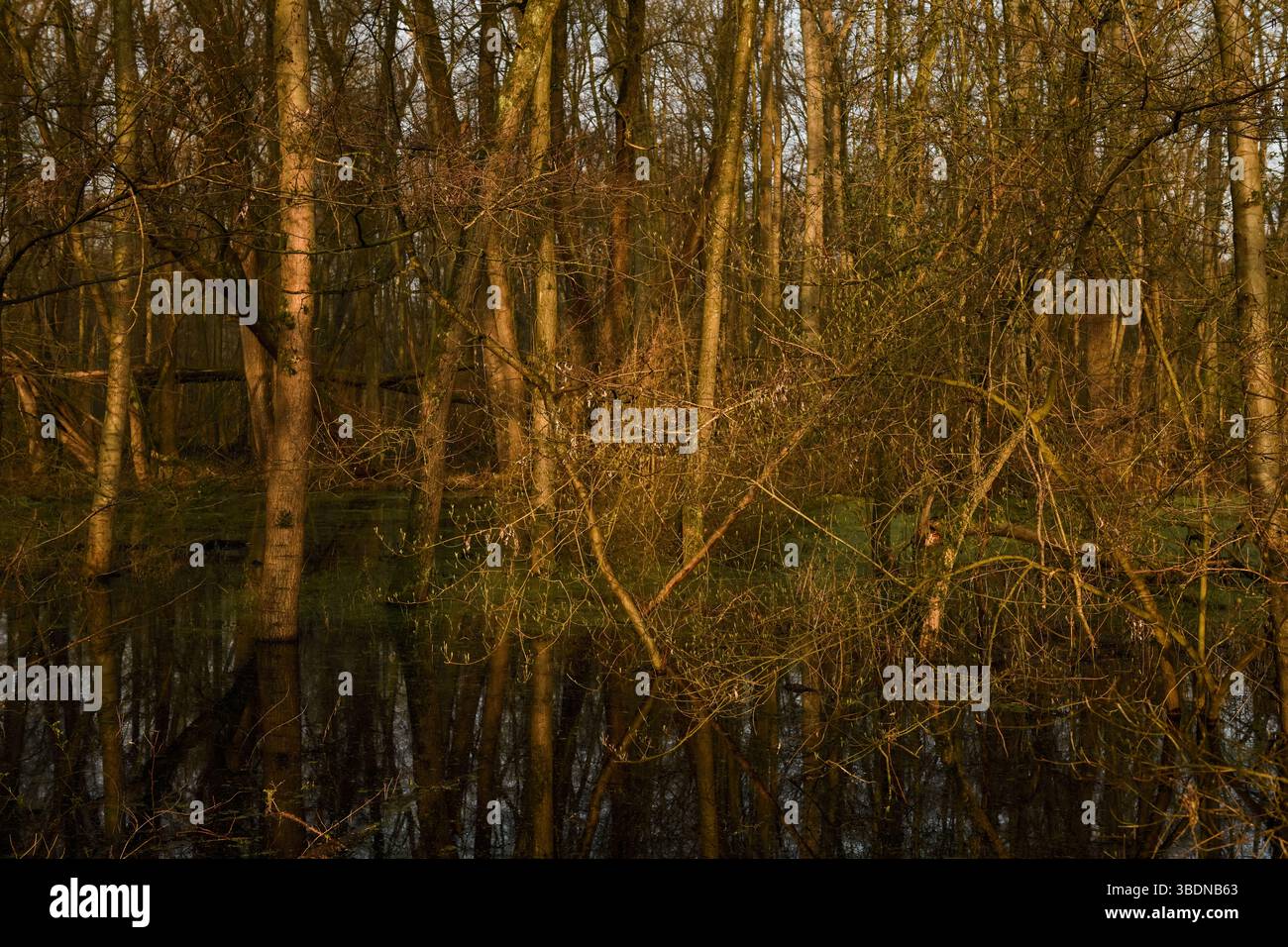 Bei Hochwasserstand... Lanker Bruch *Meerbusch*, naturnaher Sumpfwald, Schwemmwald im Bereich einer Rheinschleife, die vor Jahrhunderten verschlungen ist. Stockfoto
