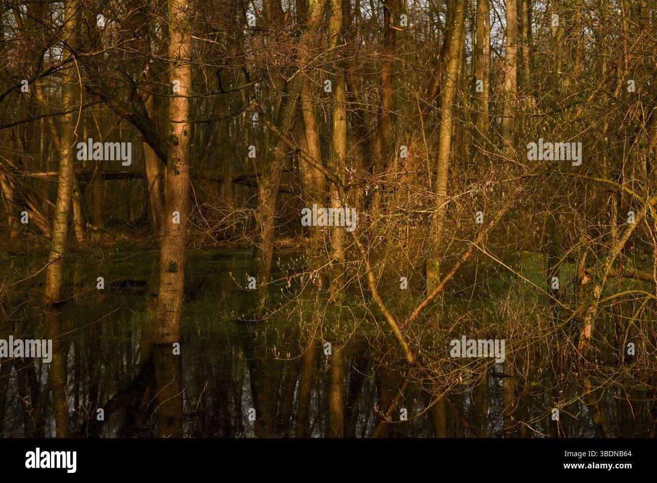 Bei Hochwasserstand... Lanker Bruch *Meerbusch*, naturnaher Sumpfwald, Schwemmwald im Bereich einer Rheinschleife, die vor Jahrhunderten verschlungen ist. Stockfoto
