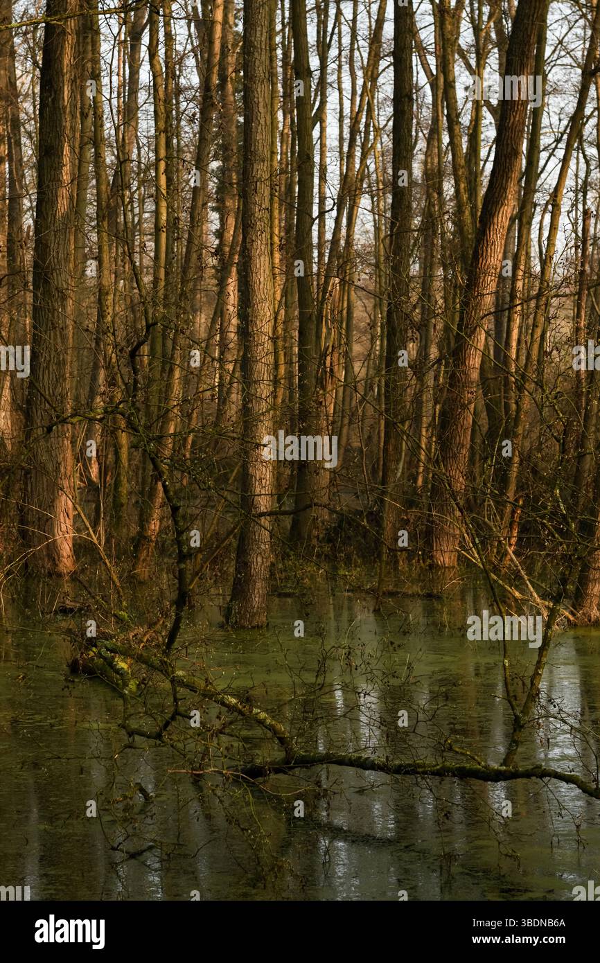 Hoher Wasserstand... Überfluteter Steinbruchwald * Meerbusch, Lanker Bruch *, sumpfiger Schwemmwald, Erlenbruchwald im Bereich einer alten Rheinschleife. Stockfoto