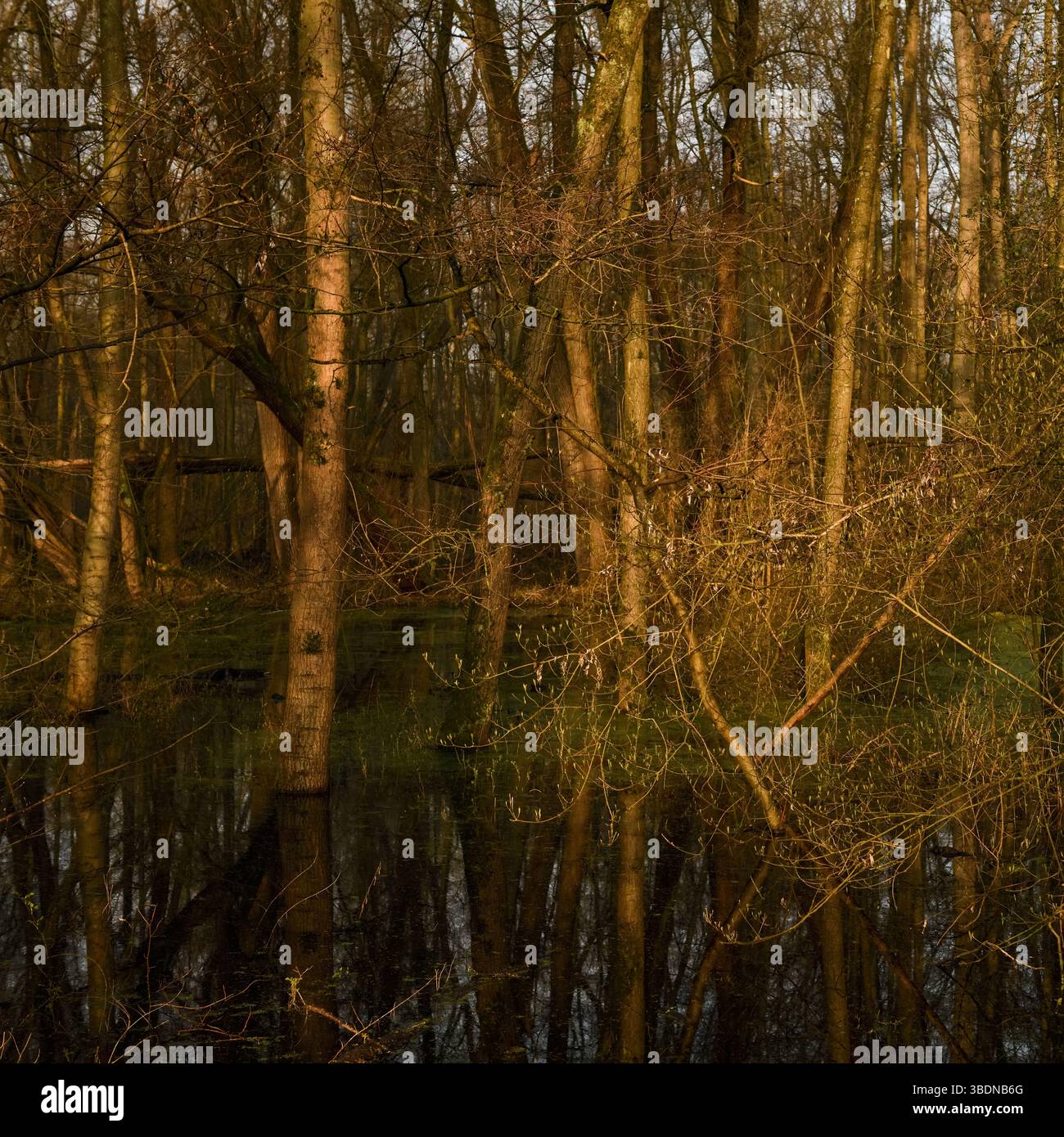 Bei Hochwasserstand... Lanker Bruch *Meerbusch*, naturnaher Sumpfwald, Schwemmwald im Bereich einer Rheinschleife, die vor Jahrhunderten verschlungen ist. Stockfoto