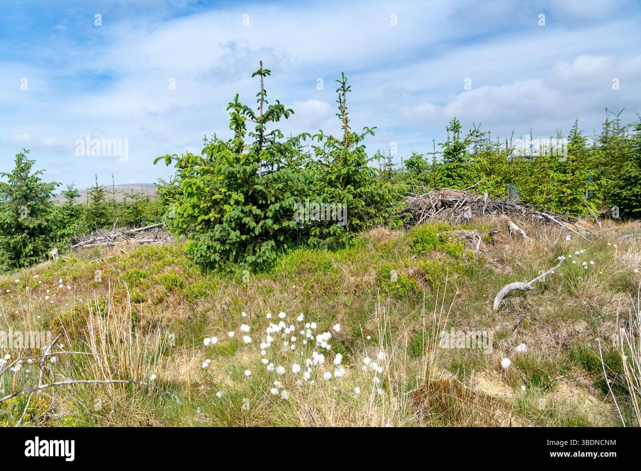 Gewöhnliches Baumwollgras, Eriophorum angustifolium, blüht auf Hochmooren im Yorkshire Dales National Park, Großbritannien. Stockfoto