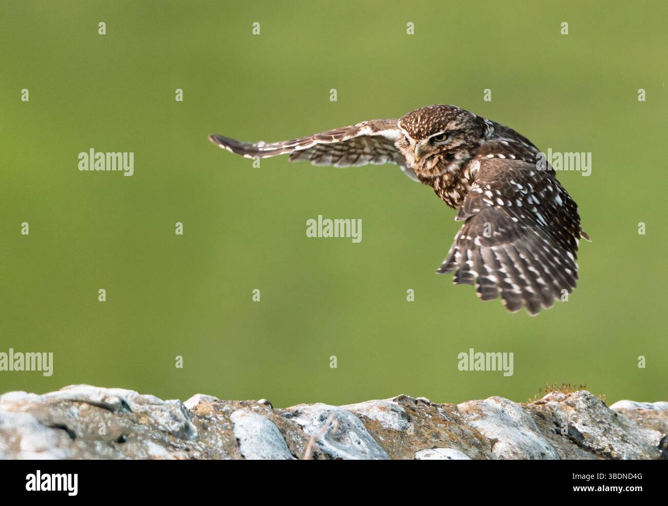 Eine wilde kleine Eule (Athene noctua) im Flug, Norfolk Stockfoto