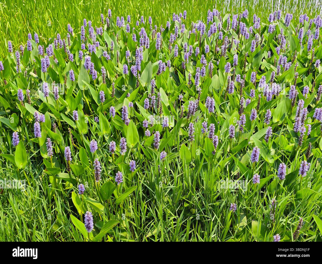 Violette Pickerel-Unkrautblüte mit grünen Blättern im Teich an sonnigen Tagen Stockfoto