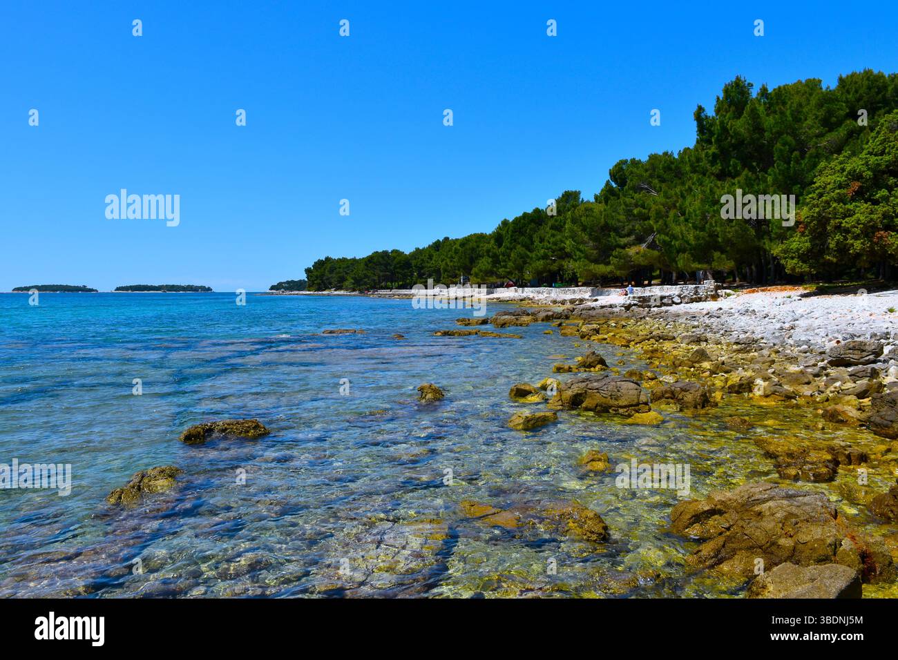 Wald an der Adriaküste bei Rovinj in Istrien, Kroatien Stockfoto