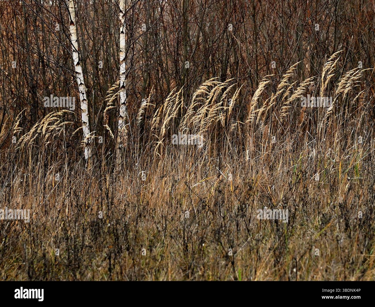 Grashalme in Hintergrundbeleuchtung Stockfoto