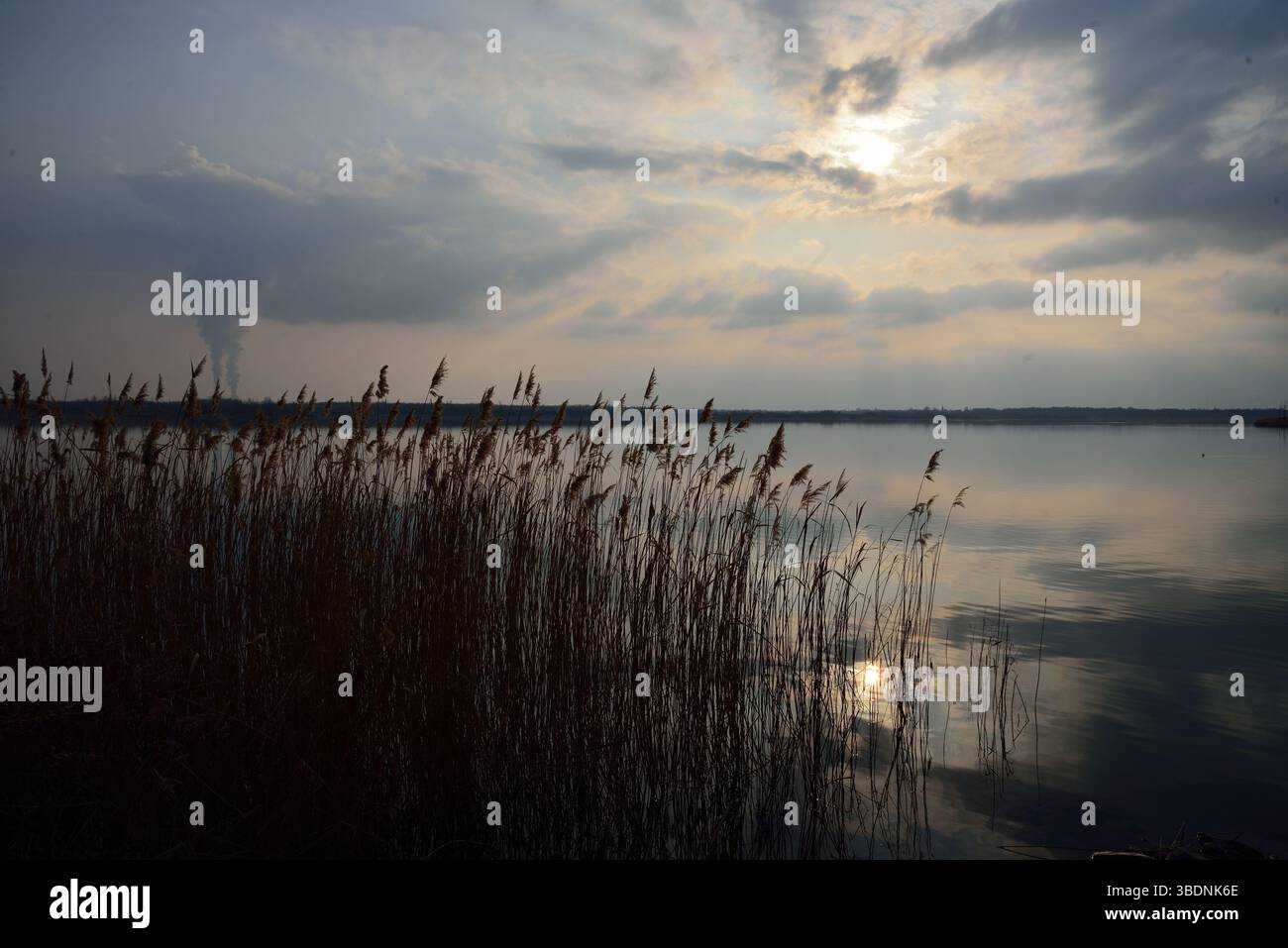 Reed at the Lakeshore – natürliche Gelassenheit in sanftem Licht Stockfoto