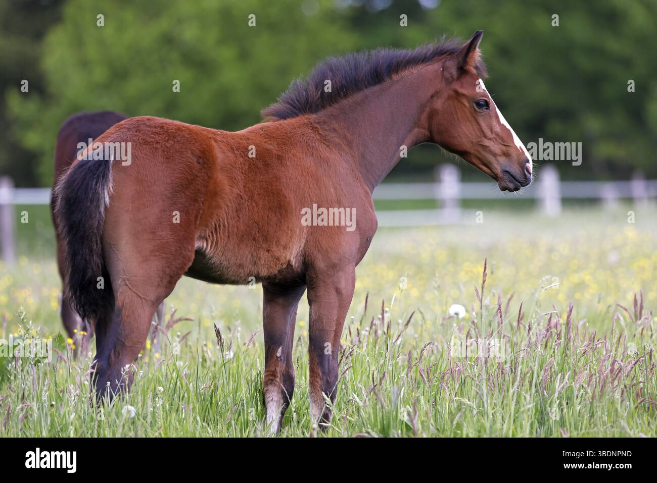 Jungpferd, Fohlen (Equus ferus caballus) Hauspferd, Jungpferd auf einer Wiese, Schleswig-Holstein, Deutschland, Europa Stockfoto