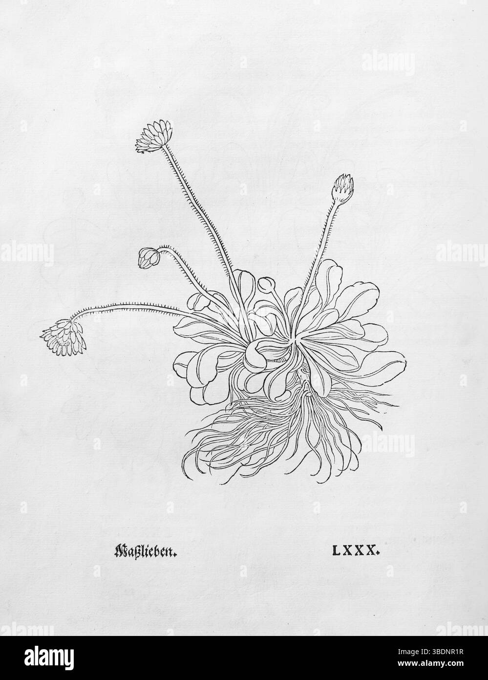 Frühe Gänseblümchen. Leucanthemum vulgare, Holzschnitt von Leonhart Fuchs, aus New Kreueterbuch, neues Kraeuterbuch, Michael Isingrin, Basel, Schalt Stockfoto