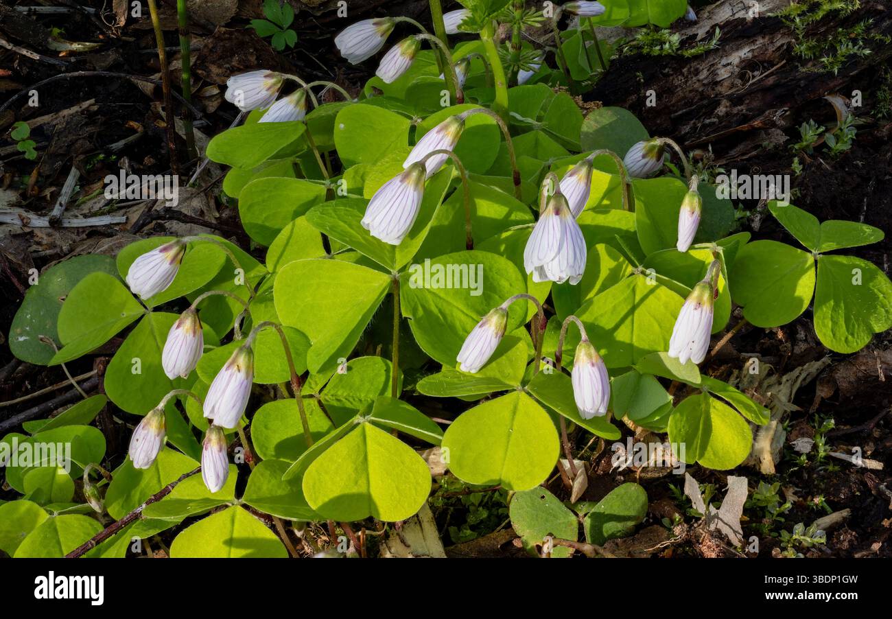Sauerampfer blüht im Frühjahr Stockfoto