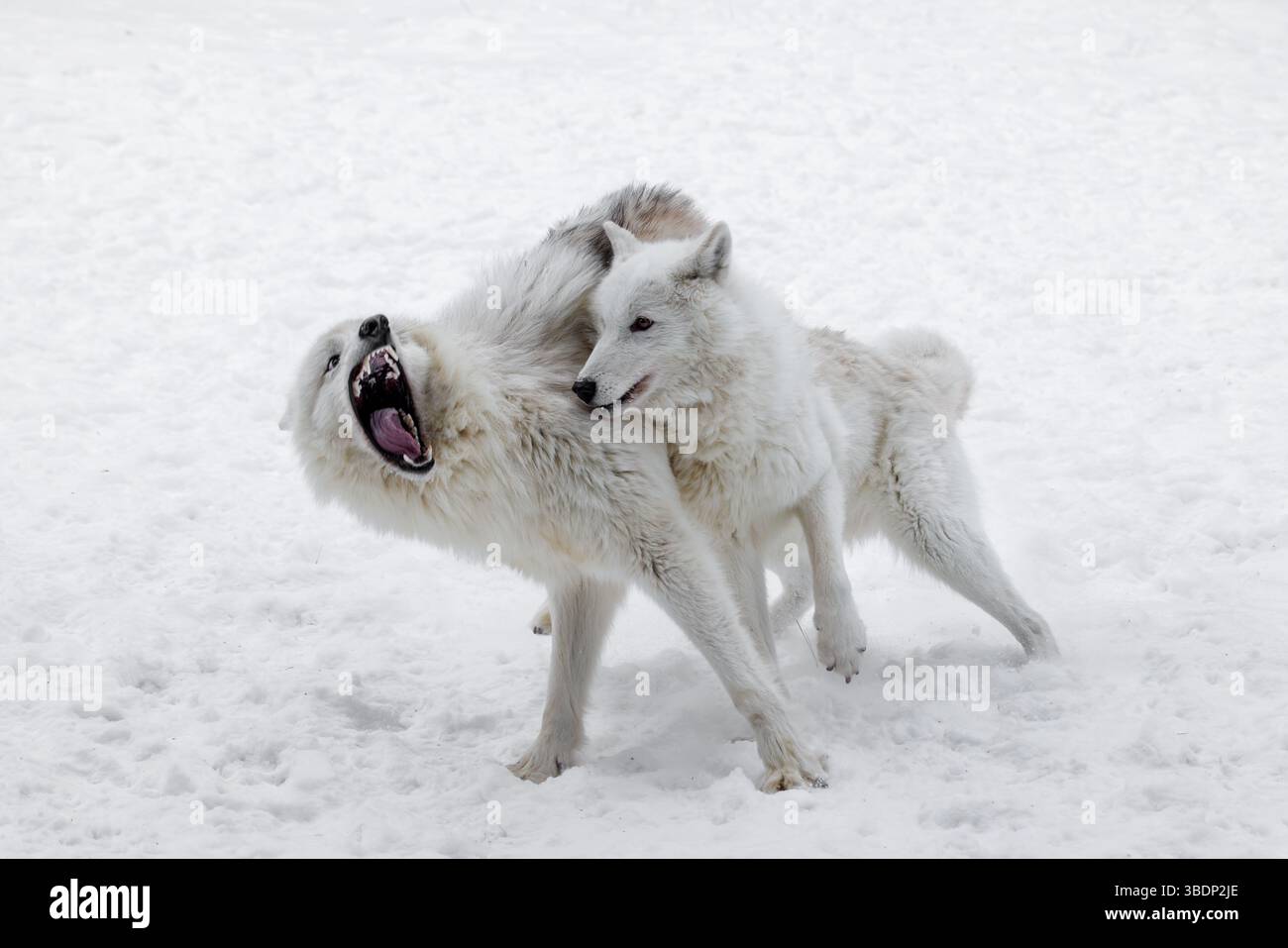 Der arktische Wolf, auch bekannt als weißer Wolf, Polarwolf und arktischer Grauwolf, ist eine Unterart des Grauwolfs, der in der hocharktischen Tundra beheimatet ist. Stockfoto