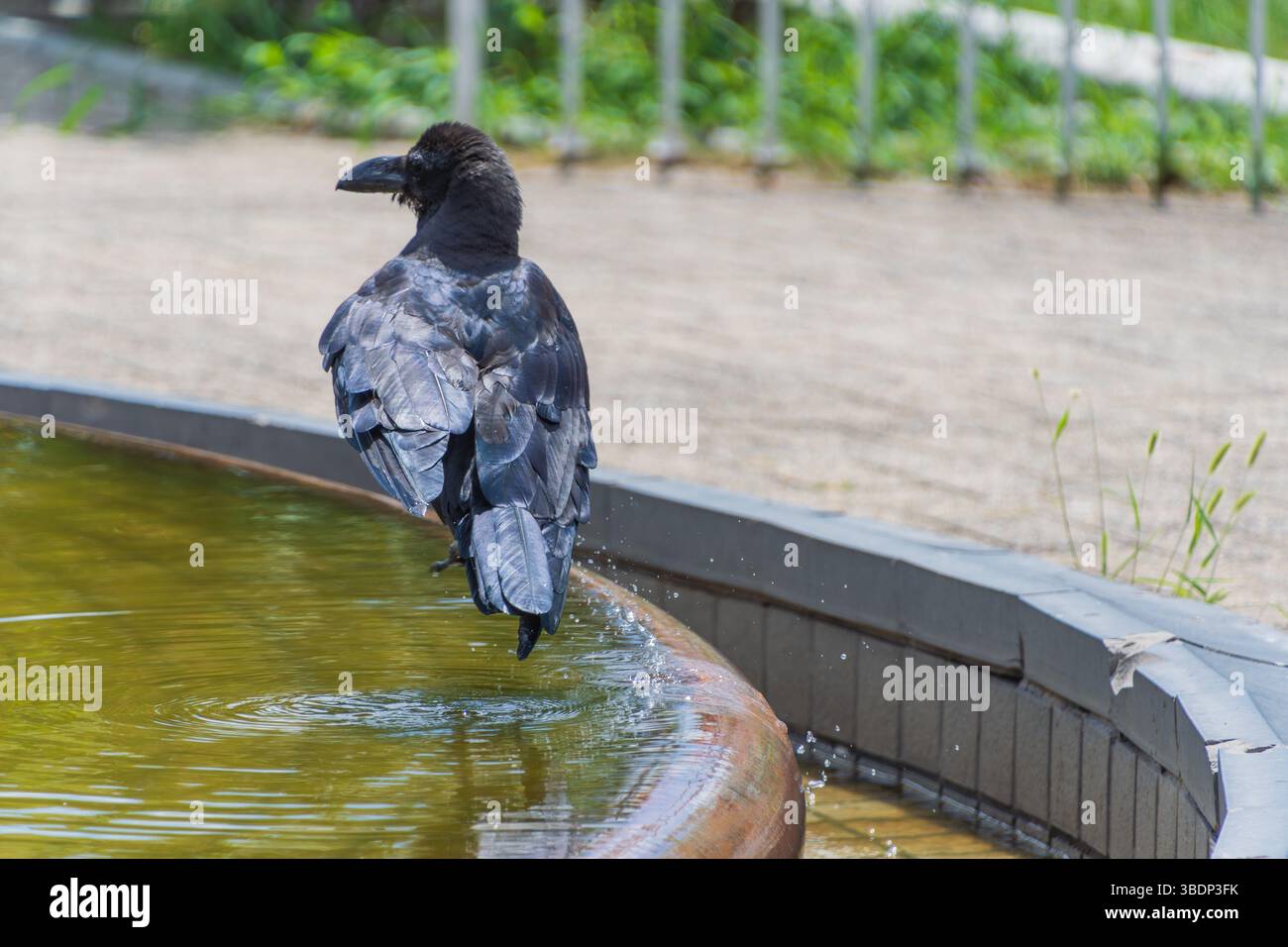 Majestätische Schwarze Krähe am Brunnenrand unter der sonnendurchfluteten Parklandschaft Stockfoto