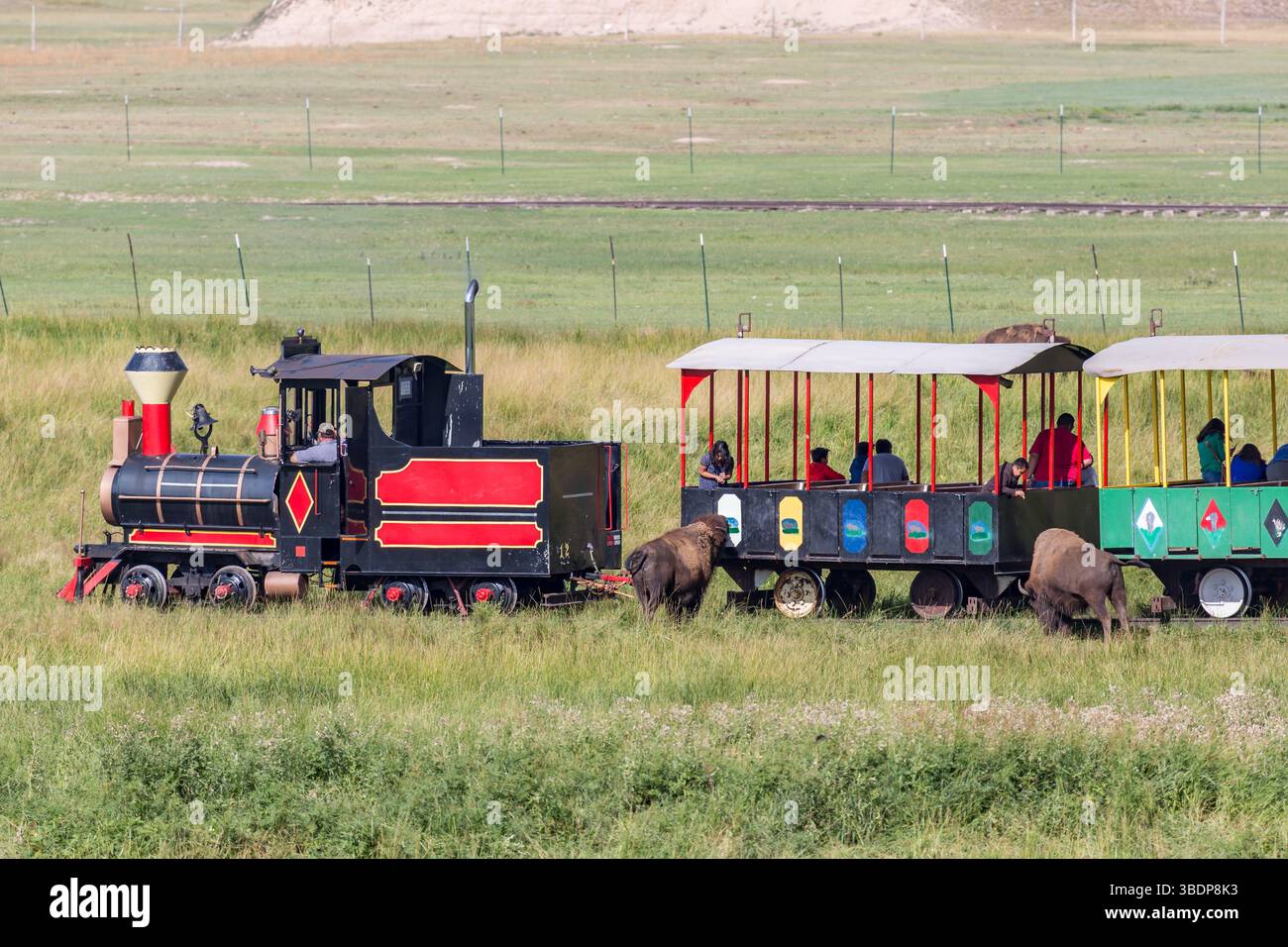 Die Bison-Bahn-Tour führt Besucher durch die Weide, auf der Bisons auf der Terry Bison Ranch in der Nähe von Cheyenne, Wyoming, herumlaufen Stockfoto