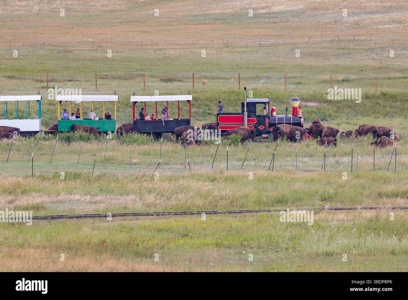 Die Bison-Bahn-Tour führt Besucher durch die Weide, auf der Bisons auf der Terry Bison Ranch in der Nähe von Cheyenne, Wyoming, herumlaufen Stockfoto