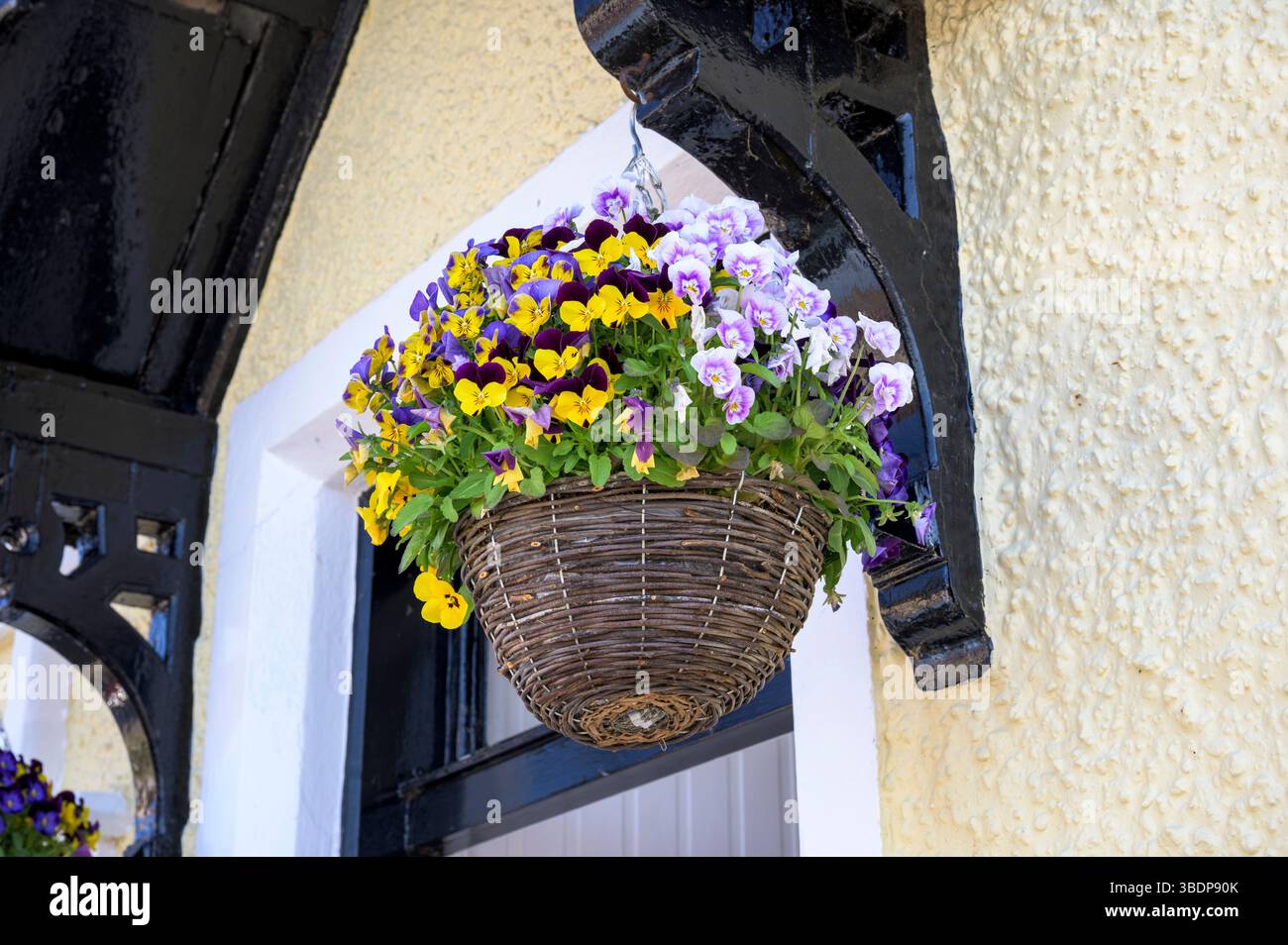 Hängekorb mit Frühlingsviolas über der Außentür eines Hauses, Großbritannien Stockfoto