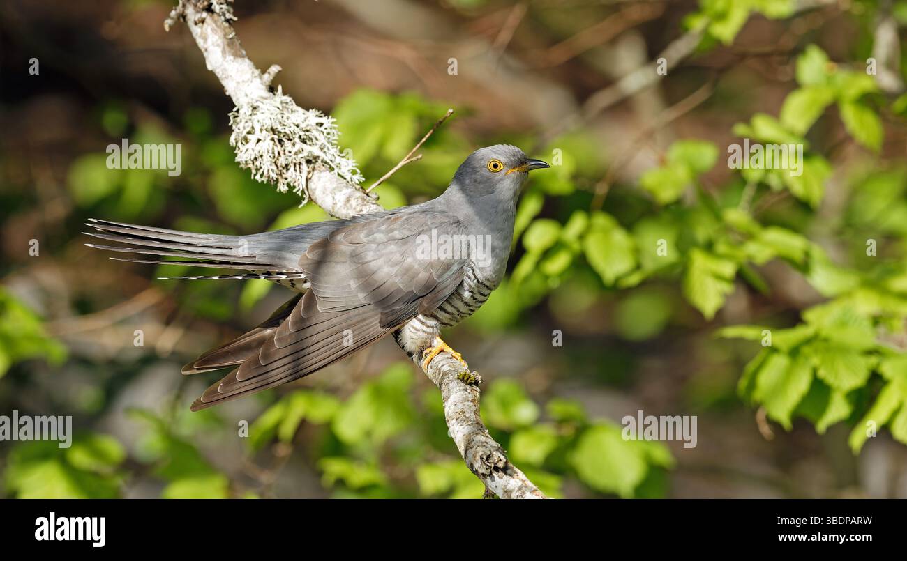 Gemeiner Kuckuck aus nächster Nähe auf dem Ast Stockfoto