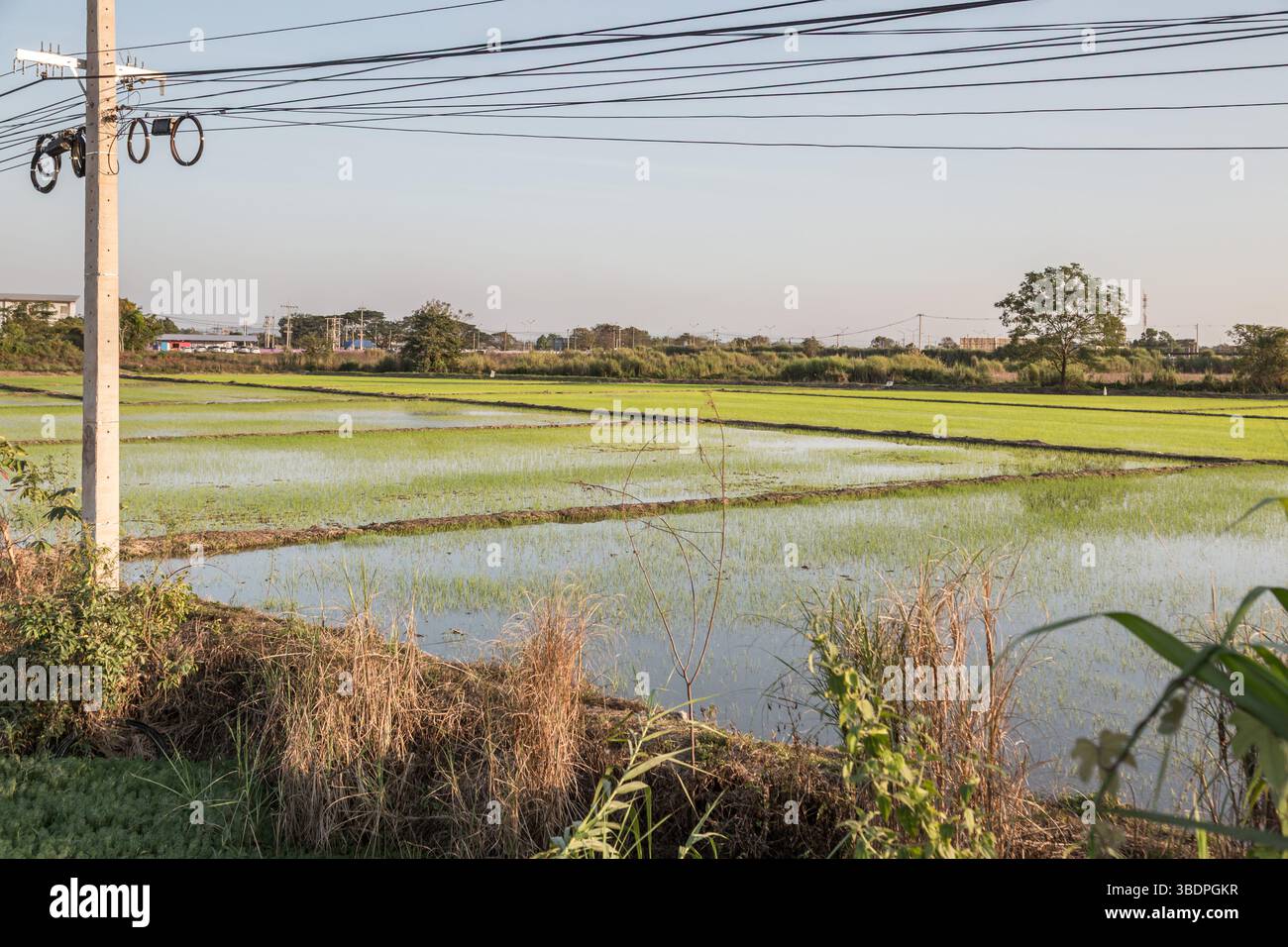 Reisfelder im Bezirk Mueang Chiang Rai im Norden Thailands Stockfoto