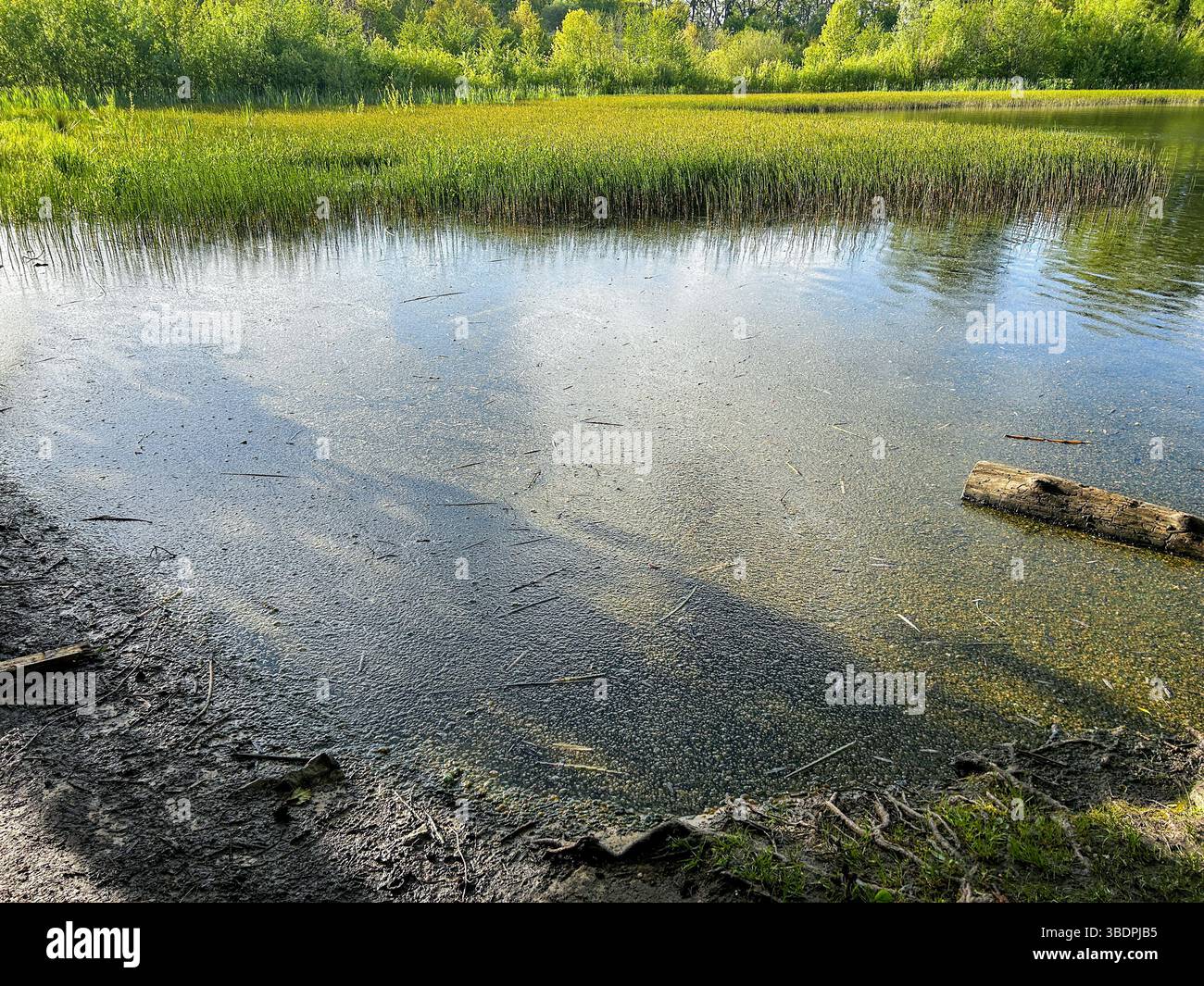 Verschmutzter See mit trübem Wasser, das Umweltvernachlässigung zeigt. Ideal für ökologische Artikel, Naturschutzthemen oder Sensibilisierungskampagnen Stockfoto